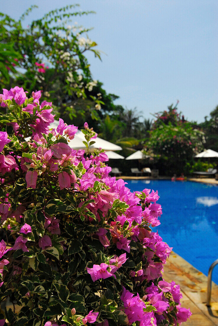 Blooming bush next to the pool of the Matahari Hotel, Pemuteran, Bali, Indonesia, Asia