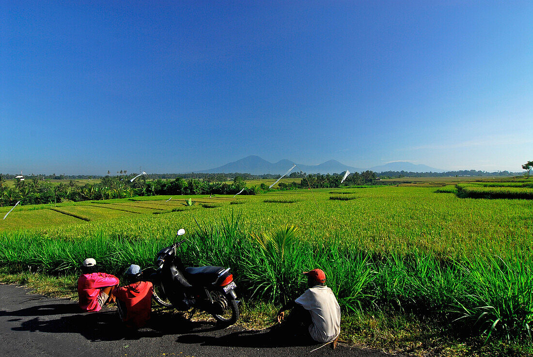 Reisfelder unter blauem Himmel, Blick zum Vulkan Gunung Batukau, Zentral Bali, Indonesien, Asien