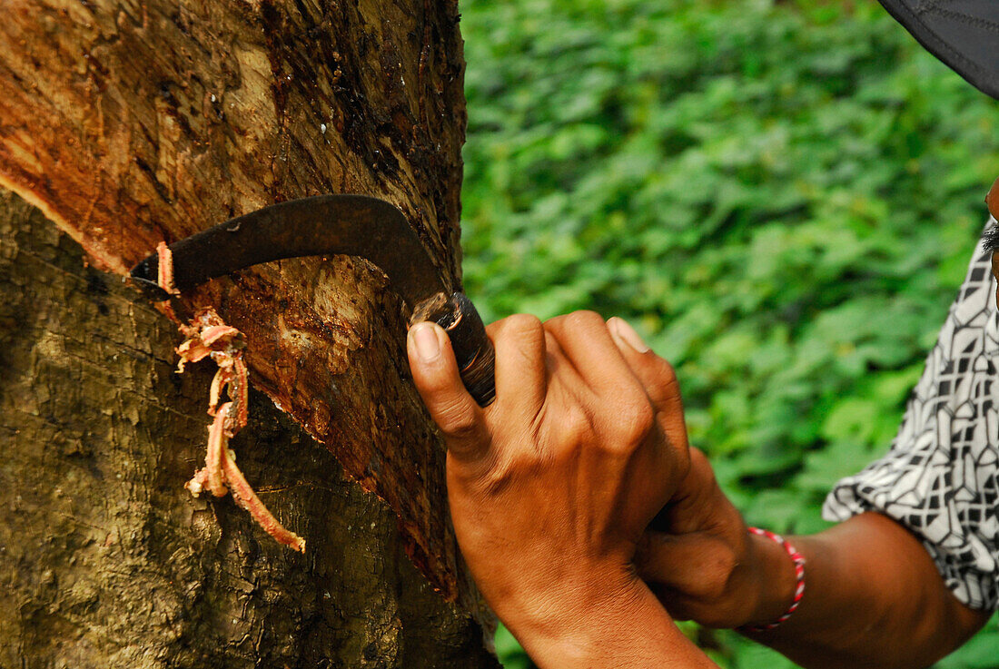 Man working on a rubber tree with a knife, West Bali, Indonesia, Asia