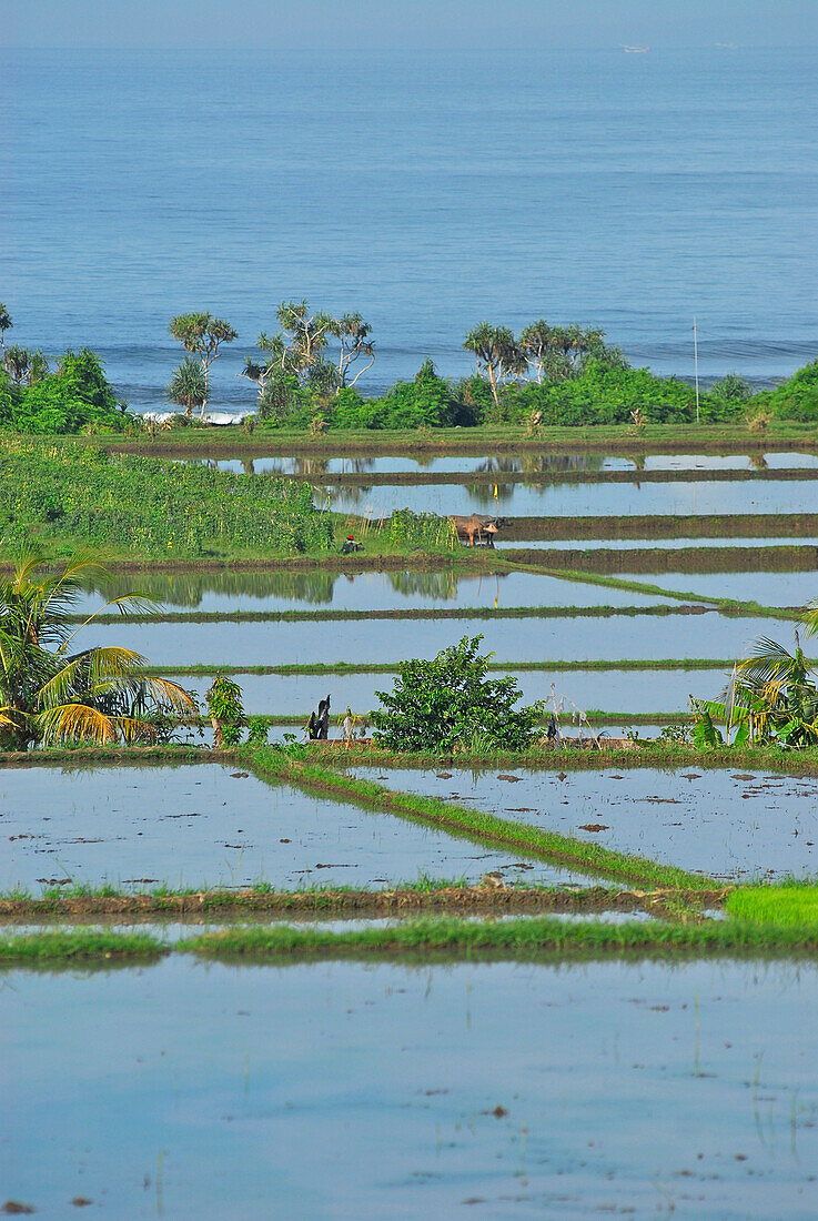Rice field at the coast, Yehembang, West Bali, Indonesia, Asia