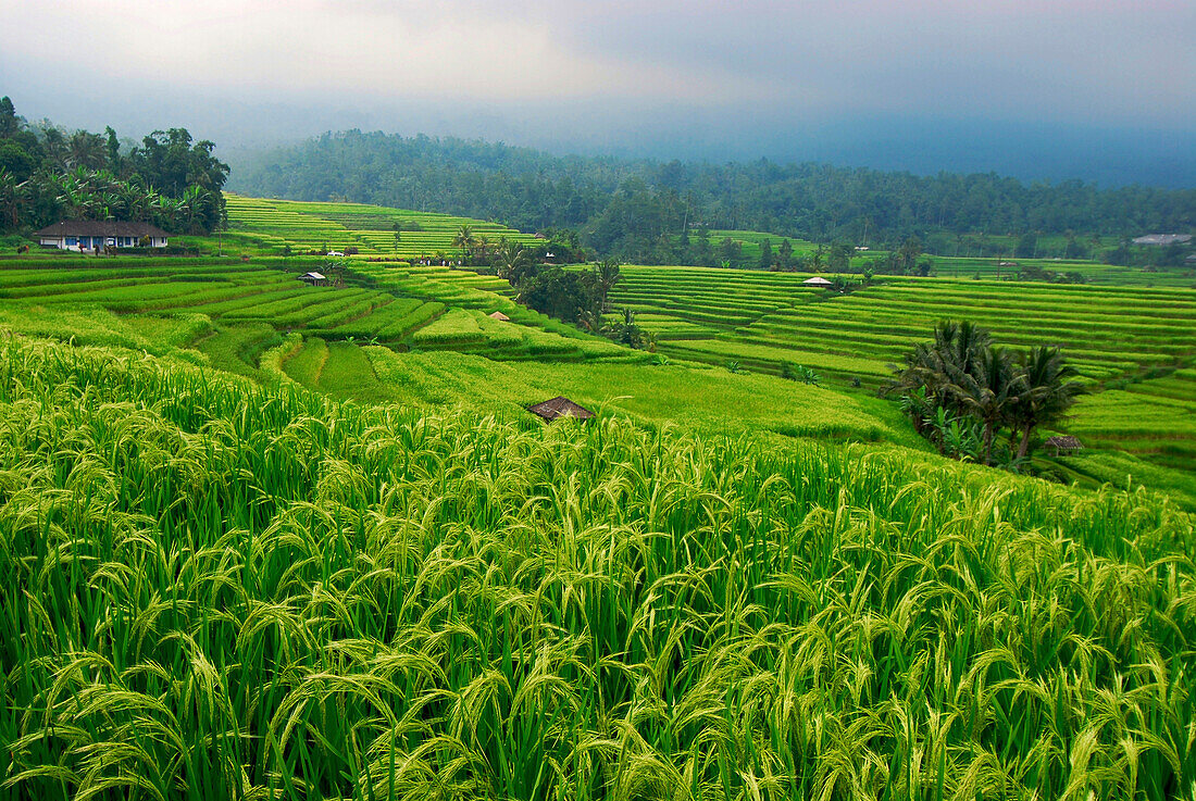 Blick auf menschenleere Reisterrassen unter Wolkenhimmel, Zentral Bali, Indonesien, Asien