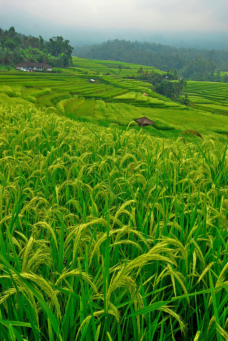 View at  deserted rice terraces under cloudy sky, Central Bali, Indonesia, Asia