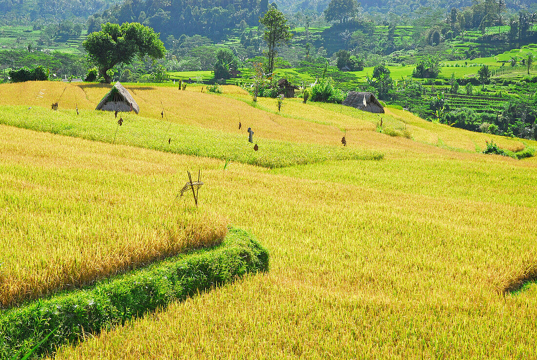 Blick über reifes Reisfeld, Sidemen, Ost Bali, Indonesien, Asien