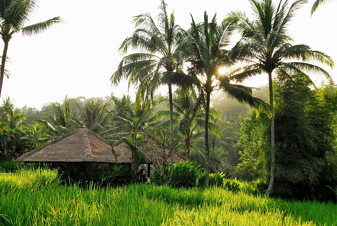 Bungalows des Hotel Four Seasons unter Palmen im Sonnenlicht, Sayan, Ubud, Zentral Bali, Indonesien, Asien