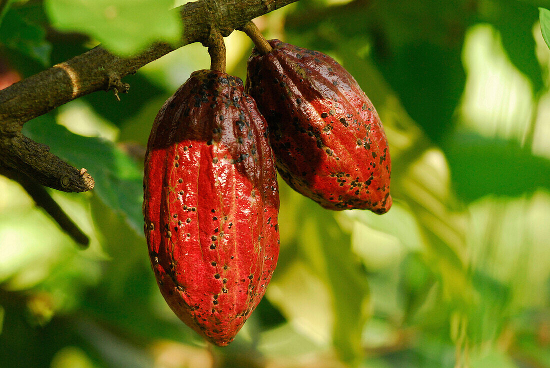 Cacao fruits on the tree in the sunlight, North Bali, Indonsia, Asia