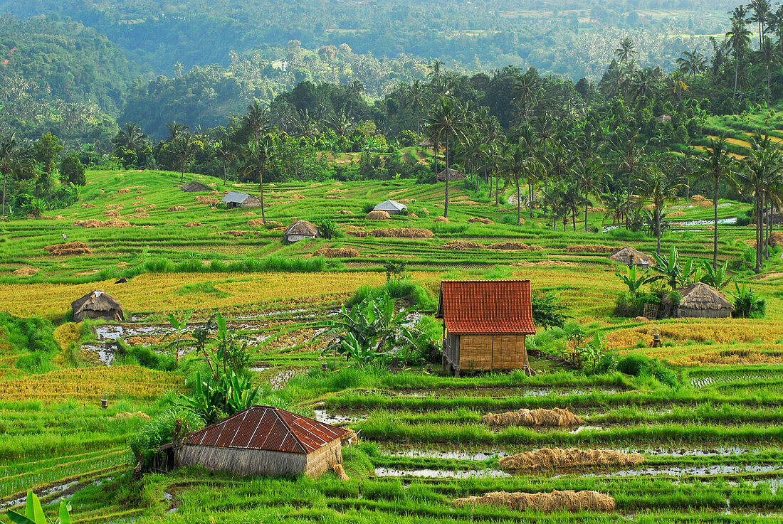 Berglandschaft mit Reisfeldern, Nord Bali, Indonesien, Asien