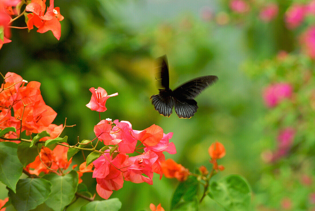 Bougainvillea flowers and butterfly, North Bali, Indonesia, Asia