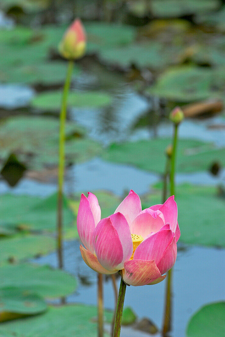 Lotus flower in pond, Taman Ayun, Mengwi, South Bali, Indonesia, Asia