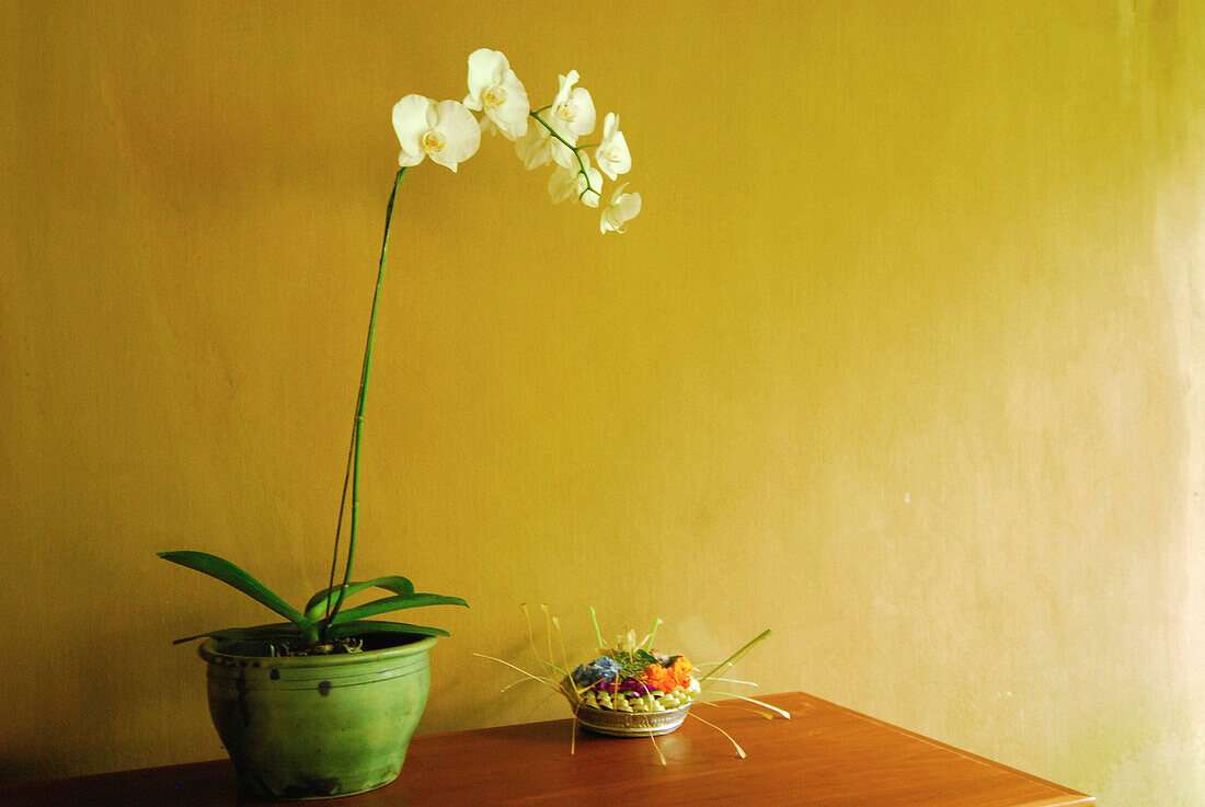 An orchid at the spa of Amandari Resort, Yeh Agung valley, Bali, Indonesia, Asia