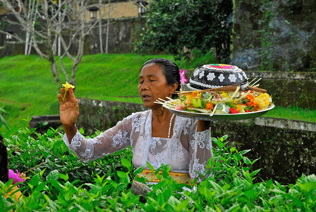 Ältere Frau bringt Opfergabe zum Schrein des Amandari Hotel, Yeh Agung, Bali, Indonesien, Asien