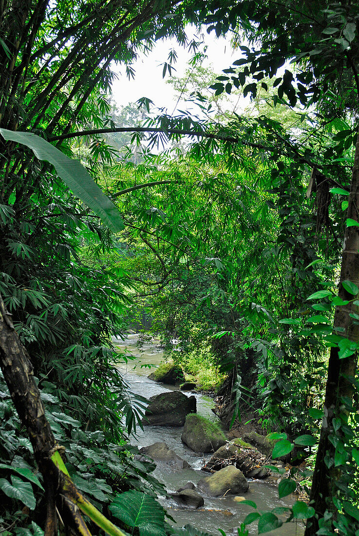 Gorge with bamboo, Ubud, Bali, Indonesia