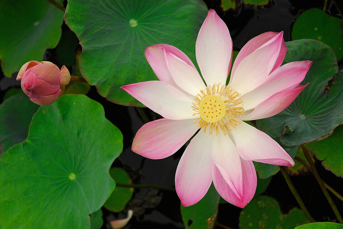 Lotus flower, Close-up, Banjar, Bali, Indonesia, Asia