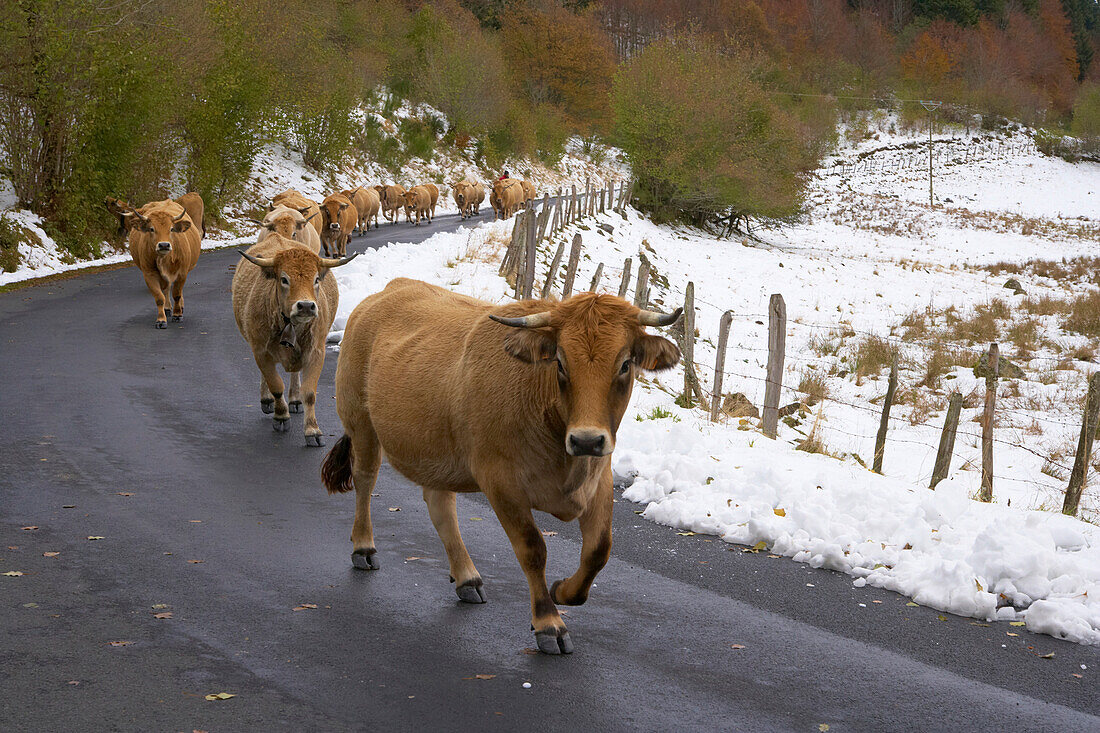 Taking cattle from pasture down to the valley, Aubrac, The Way of St. James, Chemins de Saint Jacques, Via Podiensis, Dept. Aveyron, Région Midi-Pyrénées, France, Europe