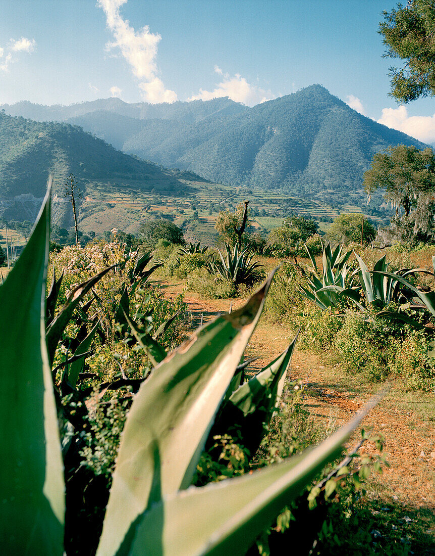 Schmaler Weg durch Agaven in einem Tal, Provinz Puebla, Mexiko, Amerika