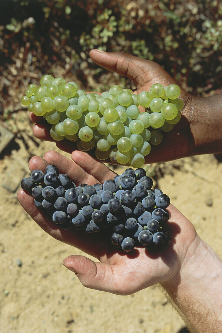 Schwarzer Mann hält Chardonnay Trauben in der Hand, Weißer Mann hält Pinot Noir Trauben in der Hand, Weingut Bouchyard Finlayson, Walker Bay, Westkap, Südafrika, Afrika