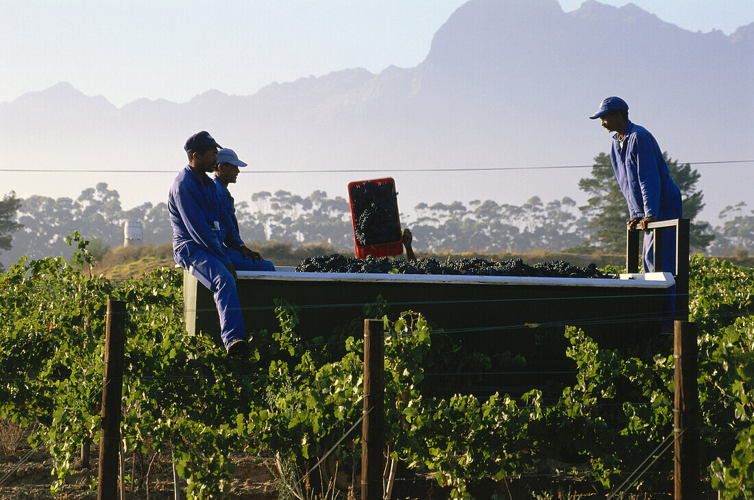 Leute bei der Traubenernte, Franschhoek, Westkap, Südafrika, Afrika