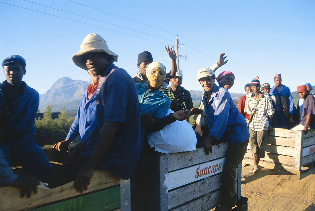 Leute bei der Traubenernte, Weingut Veenwouden, Westkap, Südafrika, Afrika