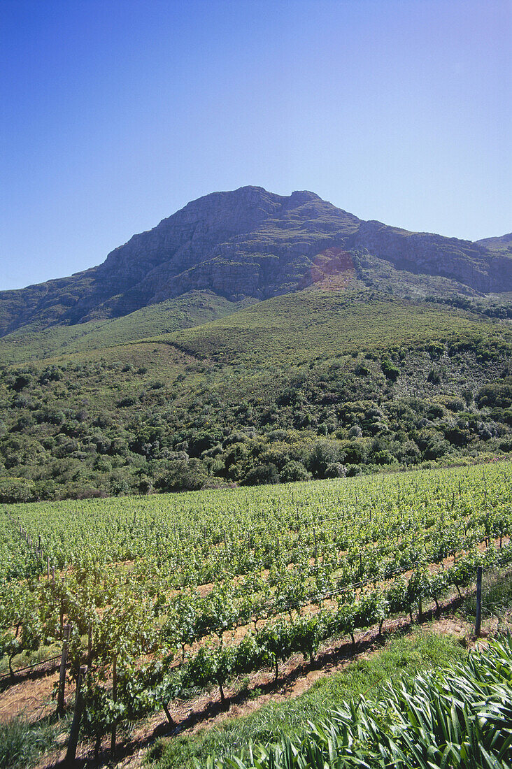 Vineyard impression at De Trafford Winery, Stellenbosch, Western Cape, South Africa, Africa