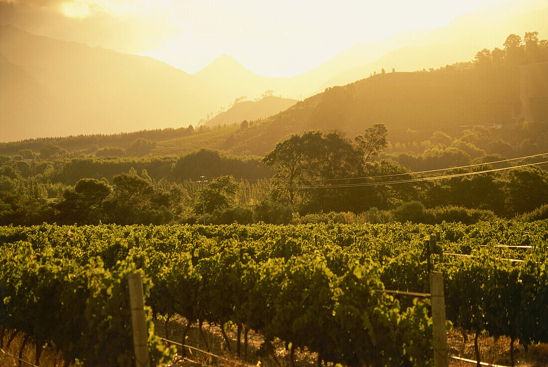 Weinberge in der Nähe von Franschhoek bei Sonnenuntergang, Westkap, Südafrika, Afrika