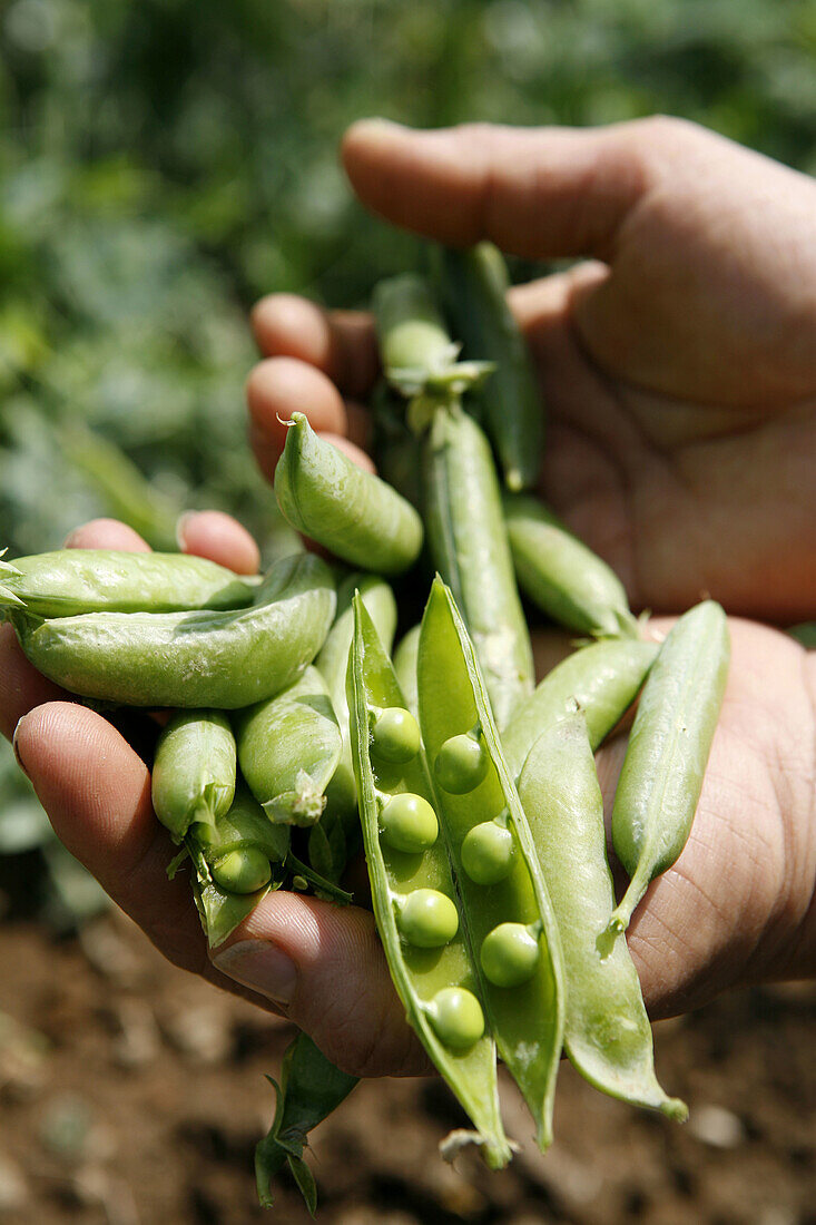 Agriculture, Bean, Beans, Broad bean, Broad beans, Close up, Close-up, Closeup, Color, Colour, Crop, Crops, Daytime, Detail, Details, Exterior, Farming, Food, Foodstuff, Hand, Hands, Healthy, Healthy food, Hold, Holding, Ingredient, Ingredients, Legume, L