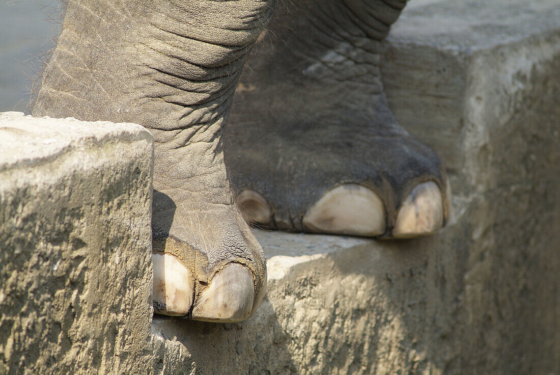 Animal, Animals, Big, Captive, Captivity, Close up, Close-up, Closeup, Color, Colour, Daytime, Detail, Details, Elephant, Elephants, Exterior, Fauna, Feet, Foot, Heavy, Large, Mammal, Mammals, Nature, One, One animal, Outdoor, Outdoors, Outside, Pachyderm