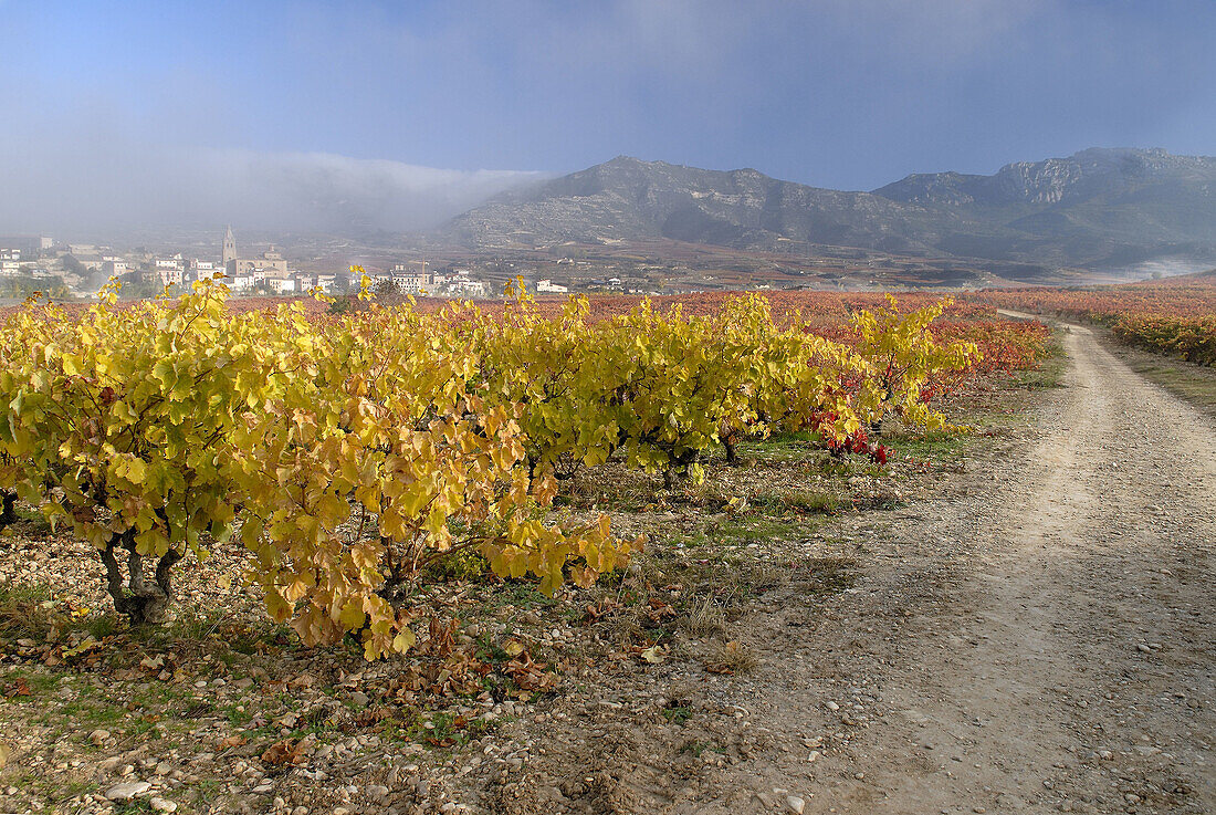 Vineyards at fall. Rioja Alavesa. Euskadi. Spain.