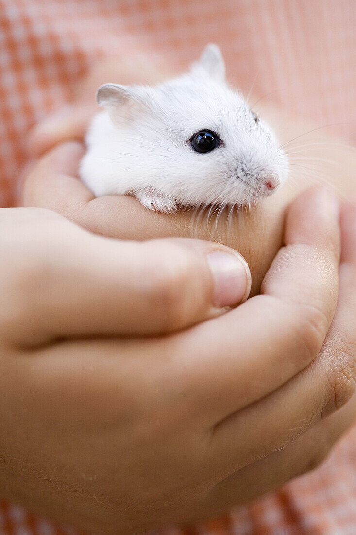Animal, Animals, Child, Childhood, Children, Close up, Close-up, Closeup, Color, Colour, Contemporary, Daytime, Defenceless, Defenseless, Exterior, Finger, Fingers, Hamster, Hamsters, Hand, Hands, Hold, Holding, Human, Infancy, Kid, Kids, Little, Mammal, 