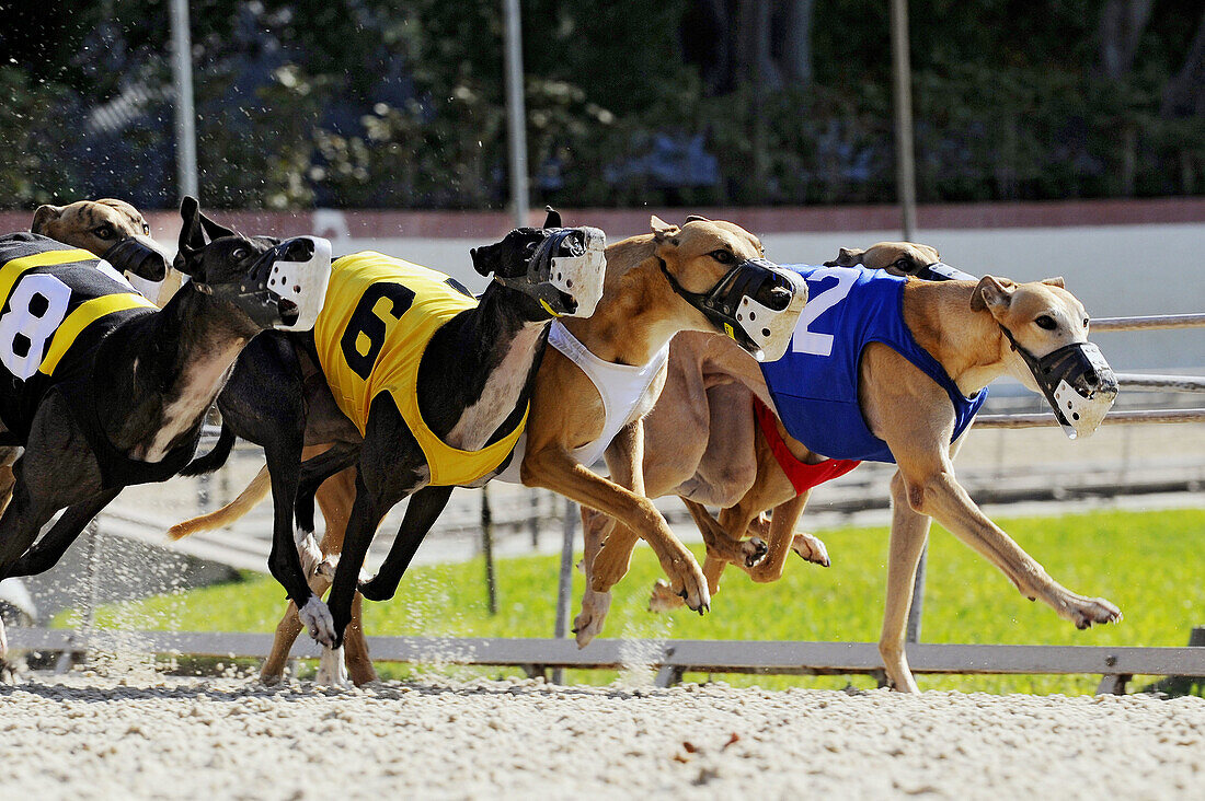 Greyhound dog racing at Fort Myers Naples dog track Florida