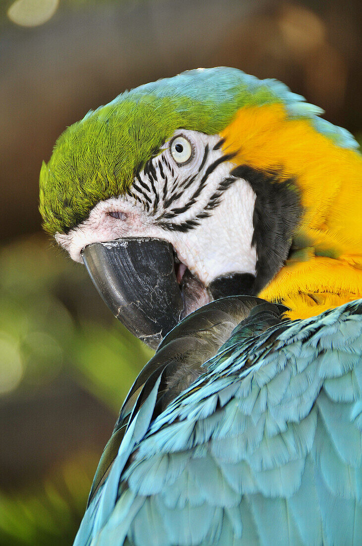 Key West Florida Parrot birds on display