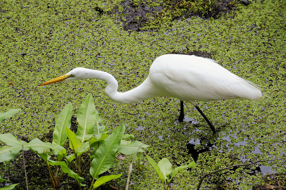 Corckscrew Swamp Sanctuary Naples Florida Great White Heron searchs out food