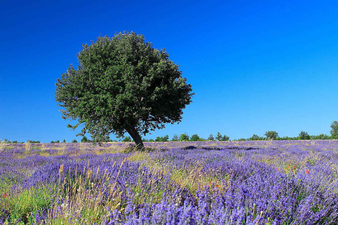 Lavender (Lavandula angustifolia) and tree, Vaucluse, Provence, France