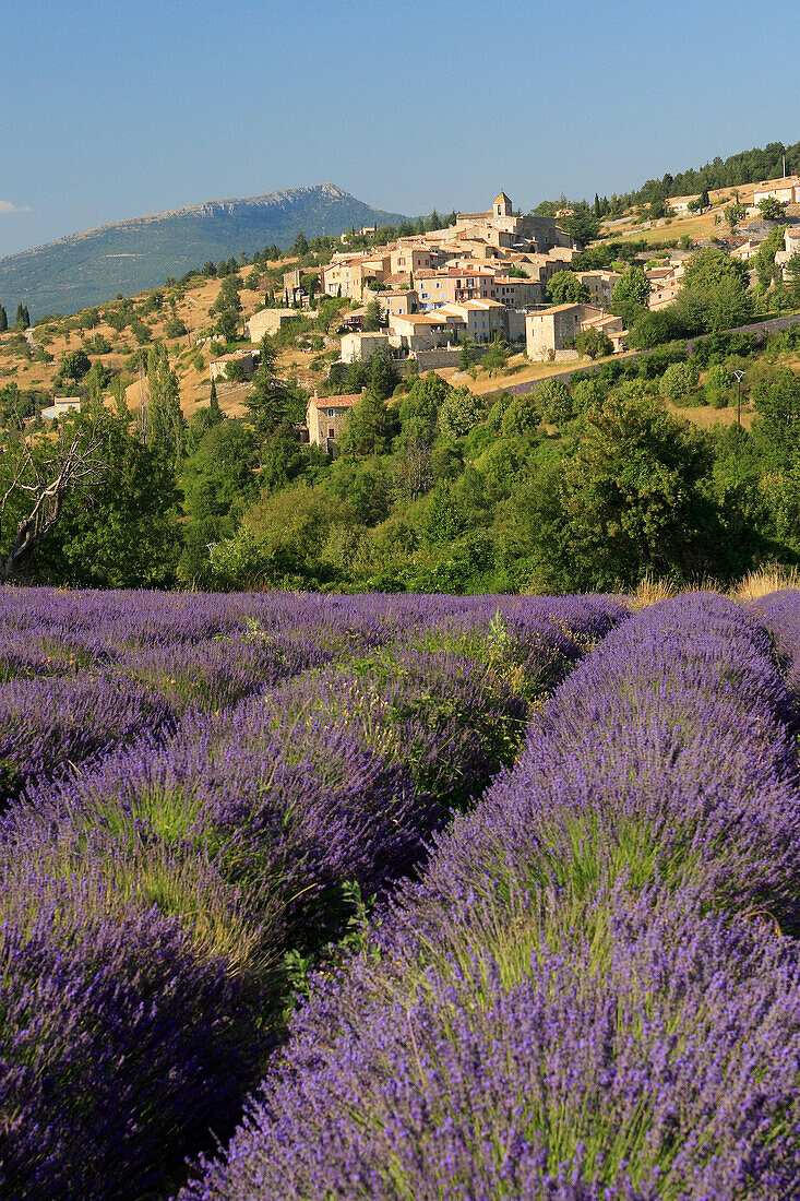 Lavender (Lavandula angustifolia), village of Aurel, Vaucluse, Provence, France
