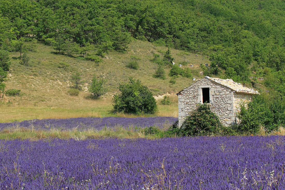 Lavender (Lavandula angustifolia) and old stone house, Banon, Vaucluse, Provence, France