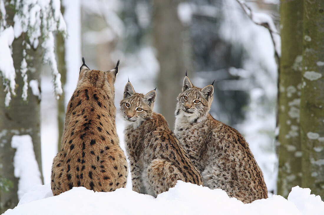 Lynx (Lynx lynx). National Park Bavarian Forest. Germany.