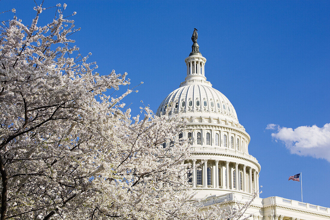 Capitol Building and Cherry Blossom.  Washington D.C. USA