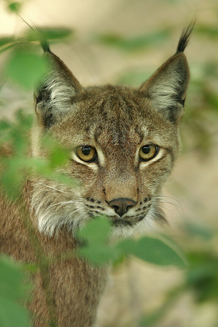 European Lynx (Lynx lynx)