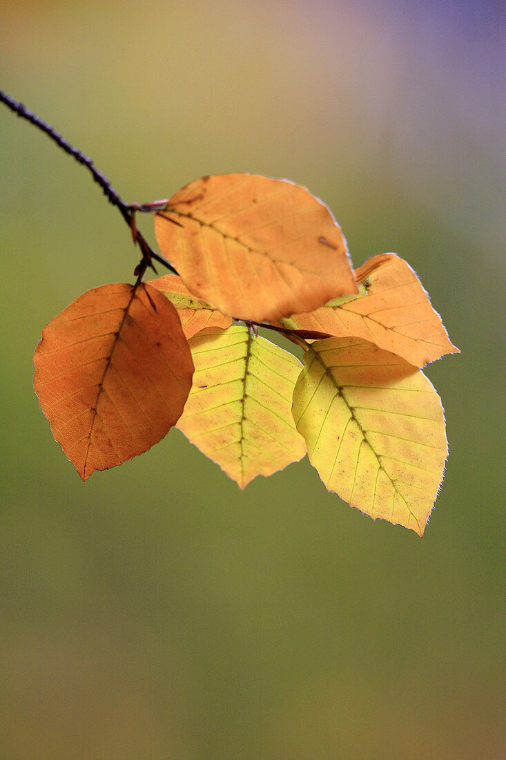Beech Tree (Fagus sylvatica), Autumn.