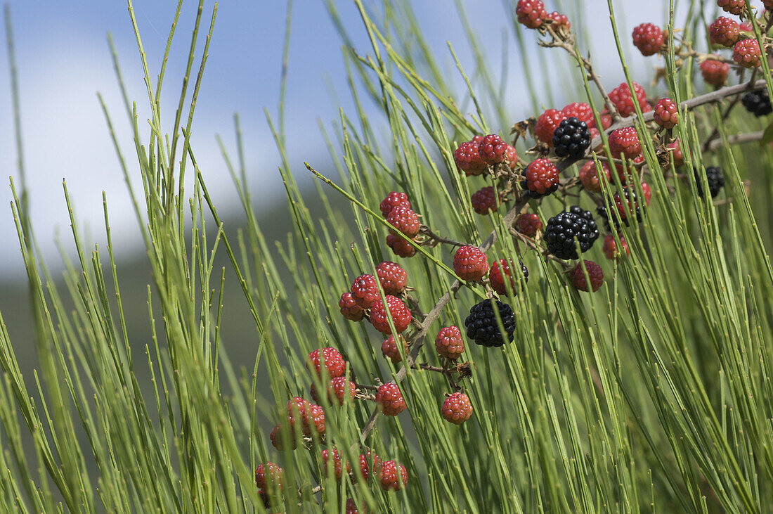 Blackberries, Brombeere, Brombeeren