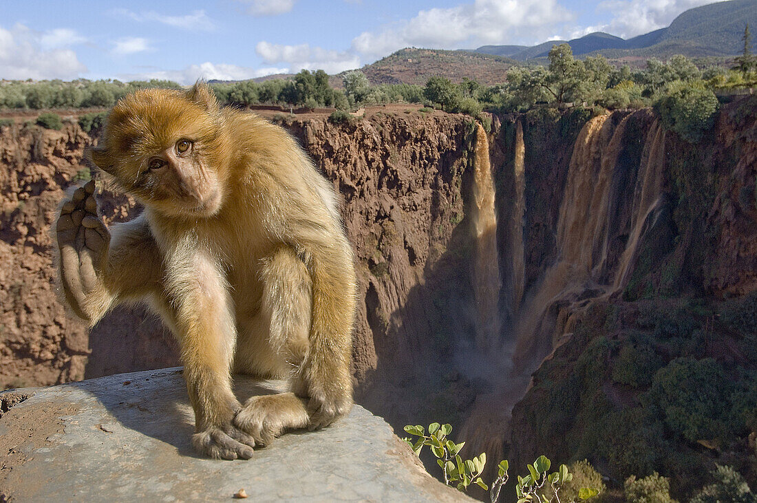 Young Barbary Macaque (Macaca sylvanus) at the Waterfall, Ouzoud, Morocco