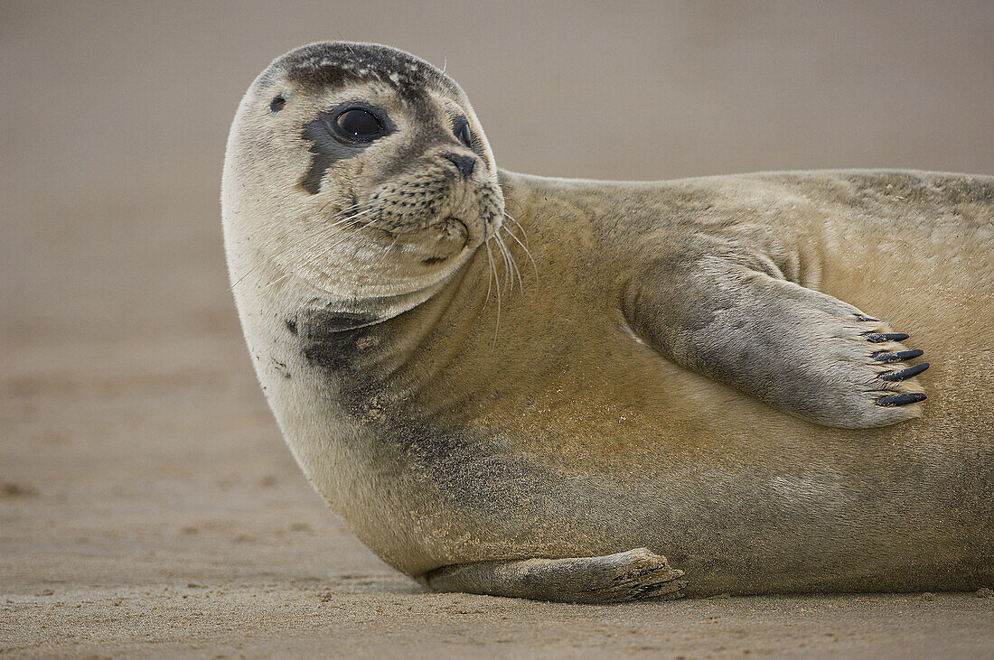 Grey seal, UK