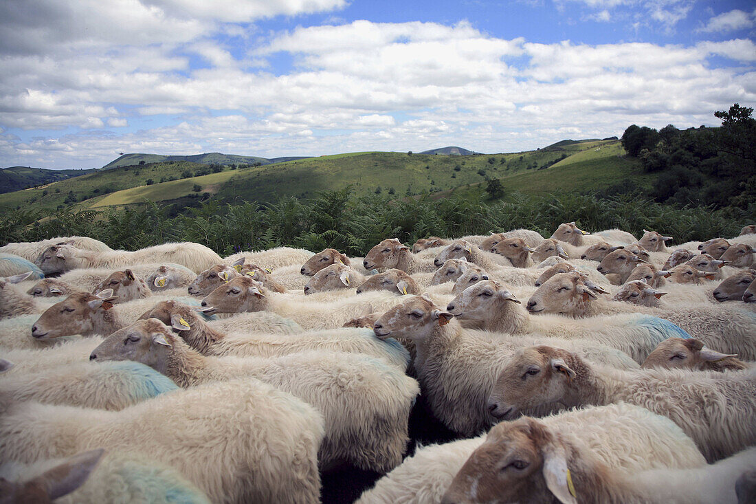Flock of sheep in Antzaramendi Mount. Euskadi, Spain