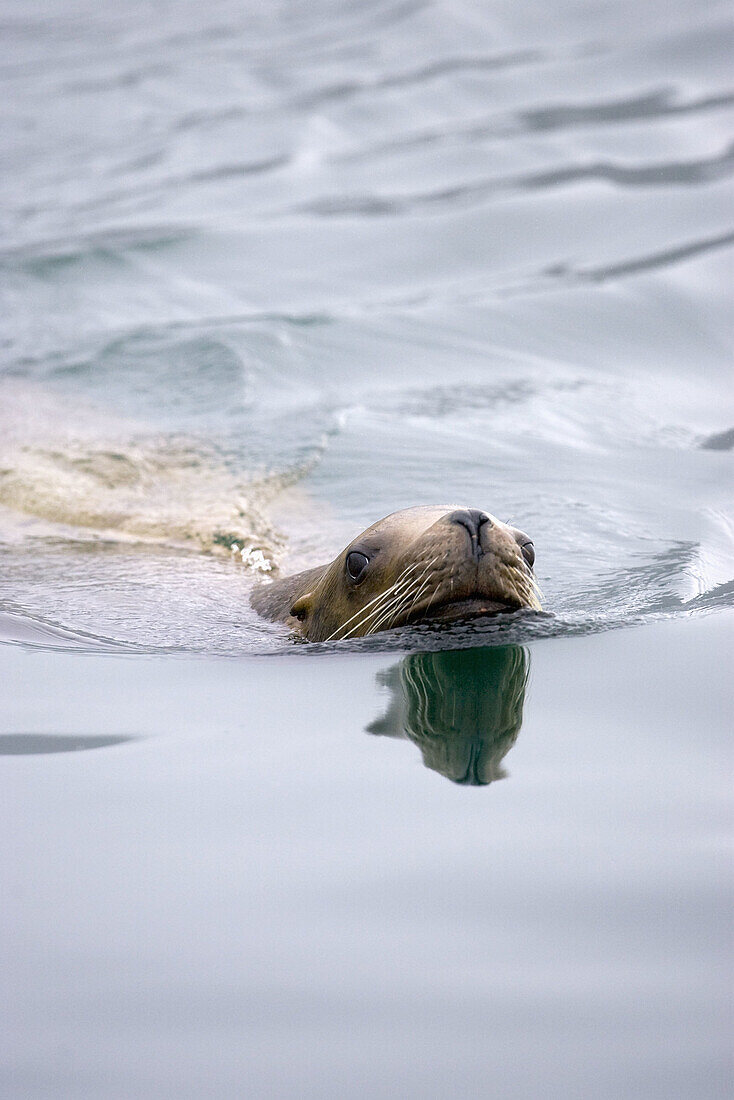 Steller's Sea Lion swims in Icy Strait - Alaska, USA