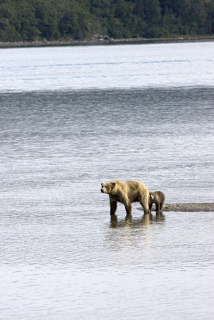 Grizzly Bear Sow looks for Salmon in the marshes with cub beside, Alaska, USA