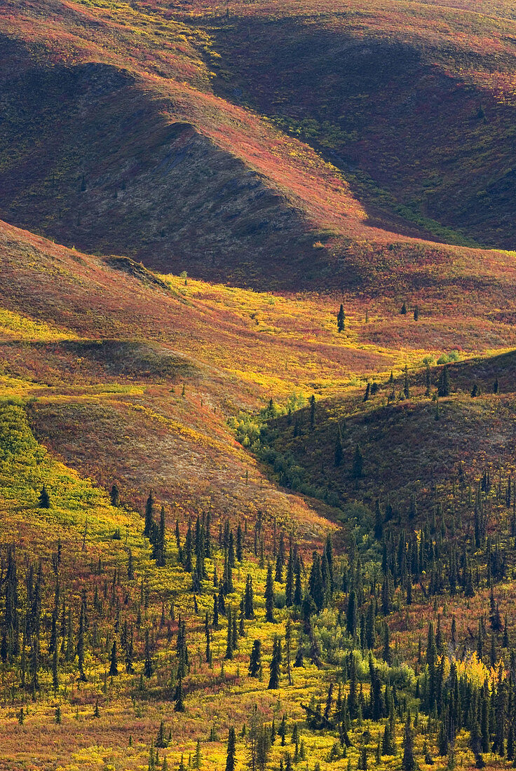 Tundra displaying its autumn colors, Ogilvie Mountains, Tombstone Territorial Park, Yukon, Canada