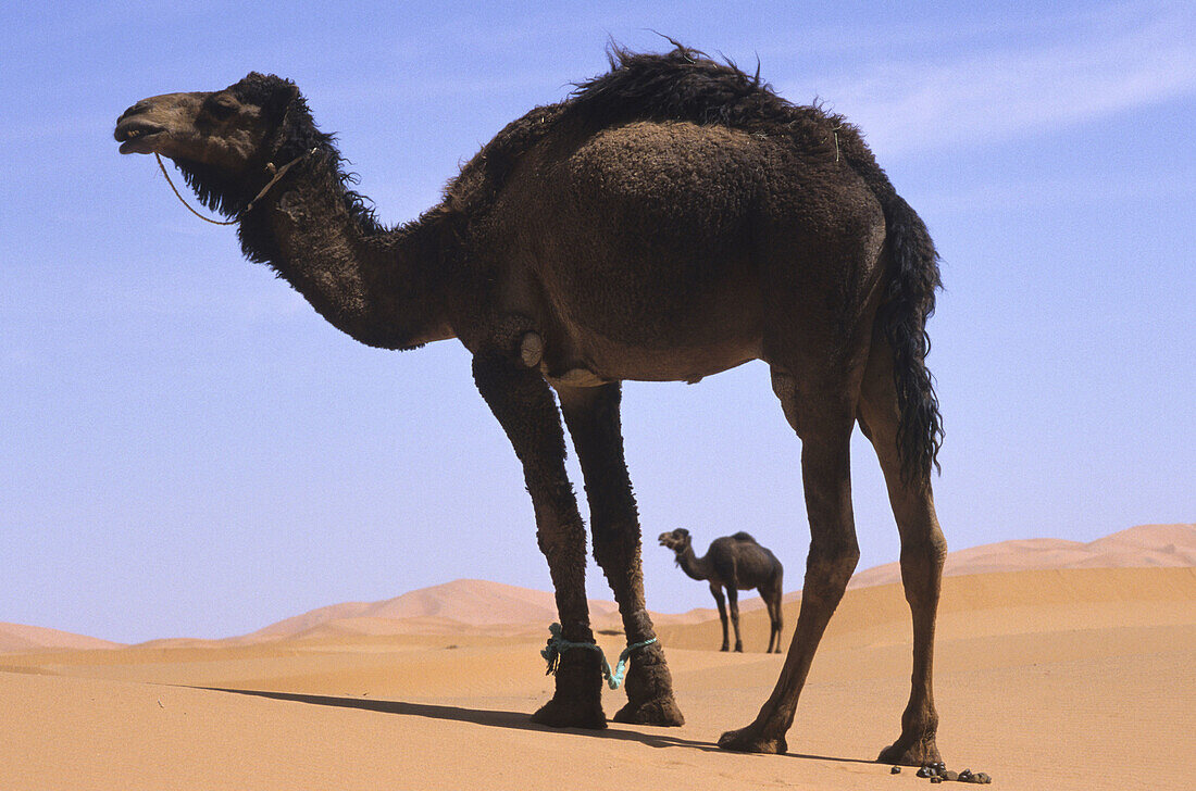 Camels in the desert, Morocco