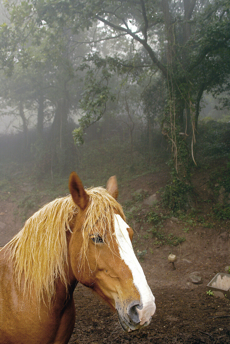 Pferd.Puigsacalm Berghang. Olot. Garrotxa, Provinz Girona, Spanien