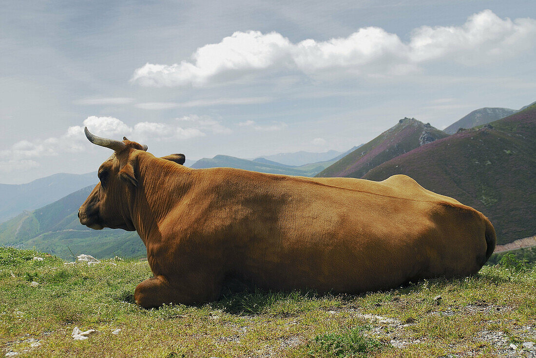 Agriculture, Animal, Animals, back view, Cantabrian Mountains, Cattle, Color, Colour, Country, Countryside, Cow, Cows, Daytime, Europe, exterior, Farm animals, Farming, Herd, Herds, Horizontal, Livestock, Lying down, Mountain, Mountains, nature, outdoor, 