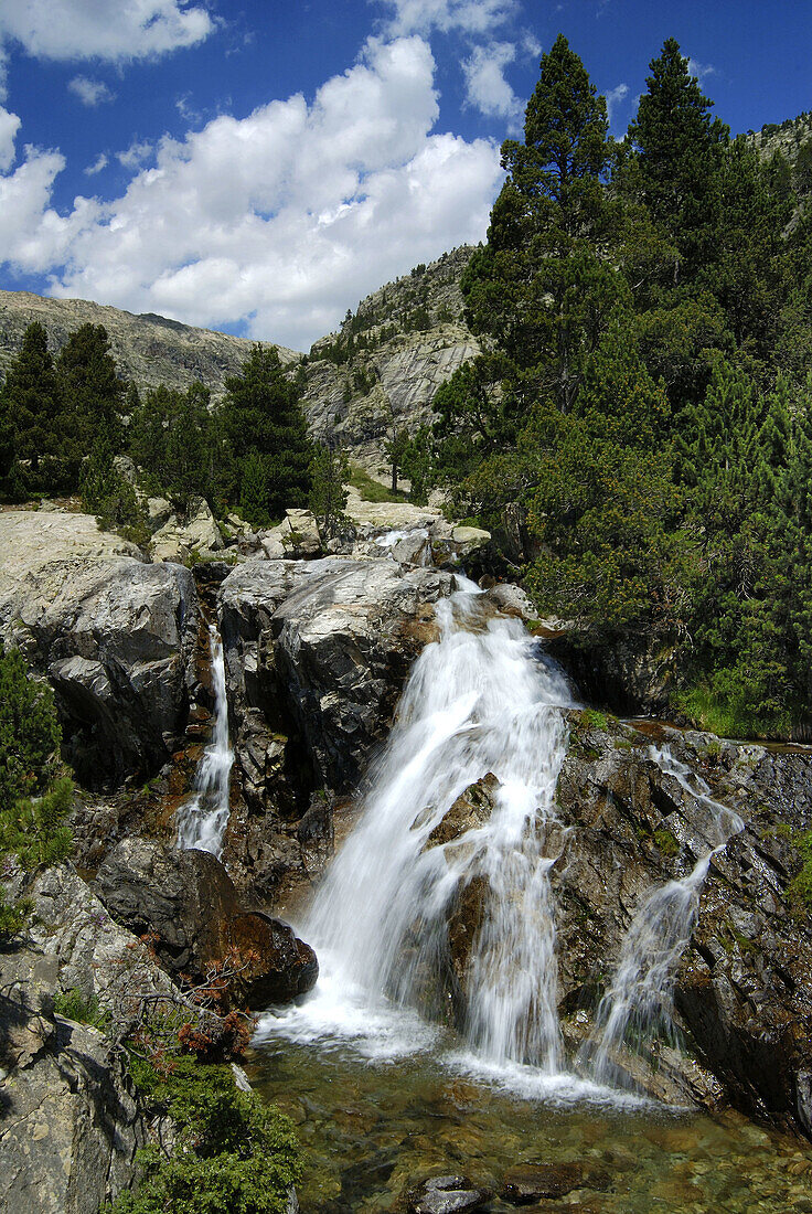 Mountain Pines (Pinus uncinata). Ibones de Panticosa. Pyrenees Mountains. Huesca province. Spain