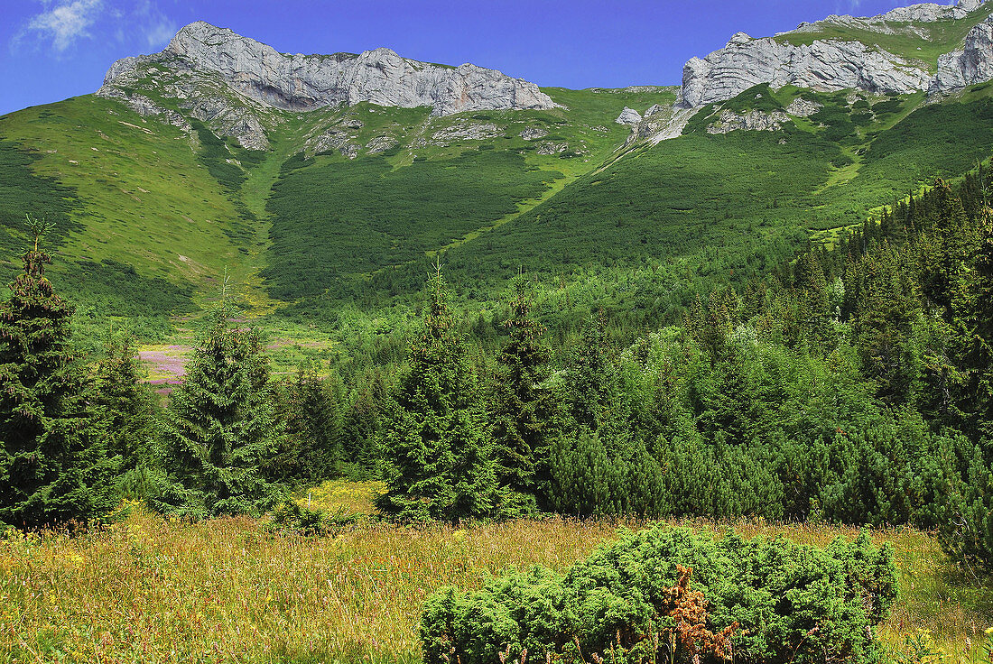 Norway Spruces (Picea abies). Belianske Tatras mountain range. Tatra National Park. Slovakia