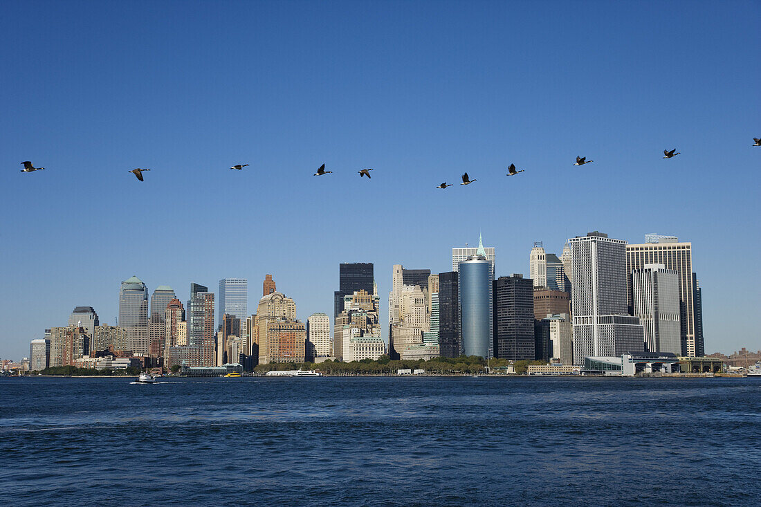 Birds over Skyline, Manhattan, New York City, New York, USA